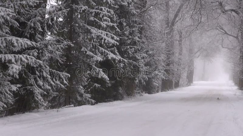 Strada nevosa di inverno con i vecchi alberi e nebbia del vicolo