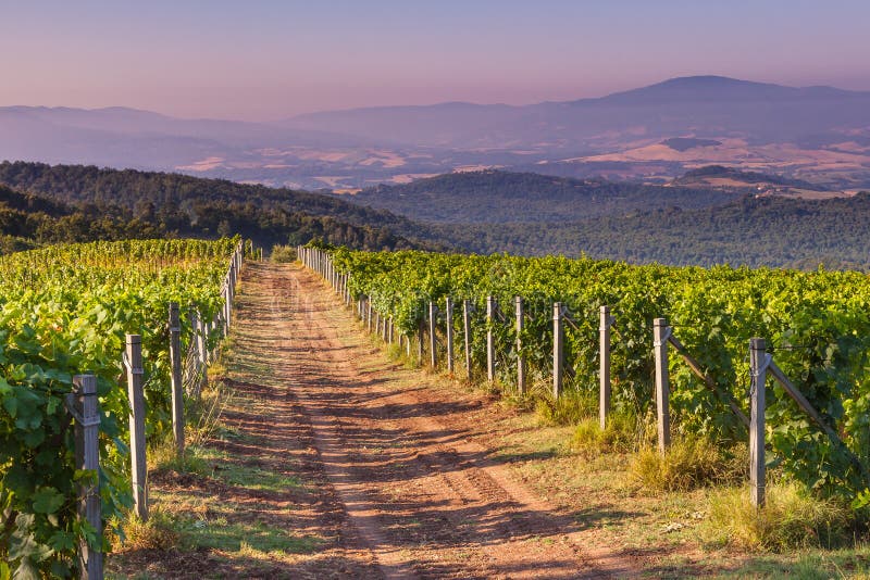 Strada non asfaltata attraverso la vigna di Chianti fotografia stock libera da diritti Strada non asfaltata attraverso la vigna di Chianti fotografia stock libera da diritti