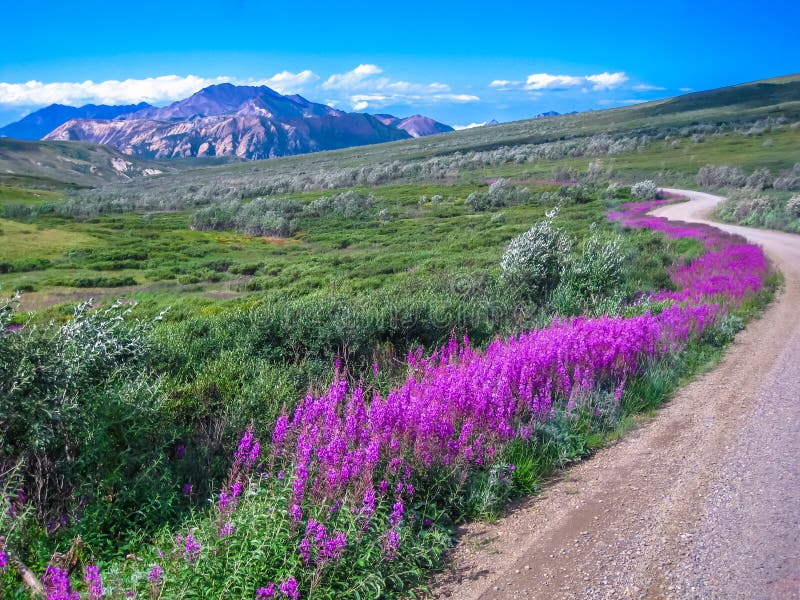 Spectacular landscape seen from the shuttle bus, the only means of transport that can make the gravel road inside the park. Denali National Park in summer, Alaska, USA. Spectacular landscape seen from the shuttle bus, the only means of transport that can make the gravel road inside the park. Denali National Park in summer, Alaska, USA.