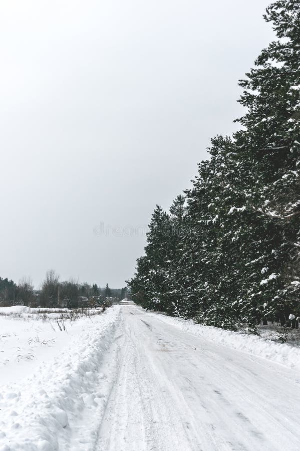Strada rurale innevata vicino all'abetaia immagine stock Strada rurale innevata vicino all'abetaia immagine stock