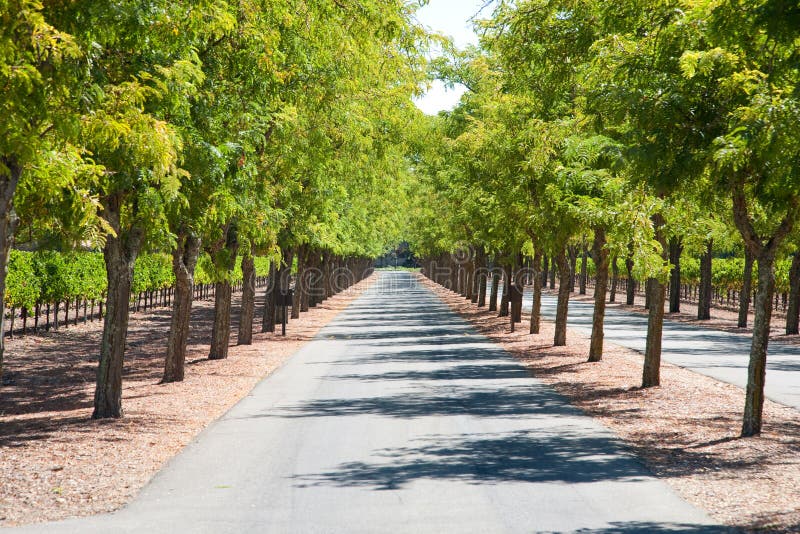 Strada Tree-lined fotografia stock Strada Tree-lined fotografia stock