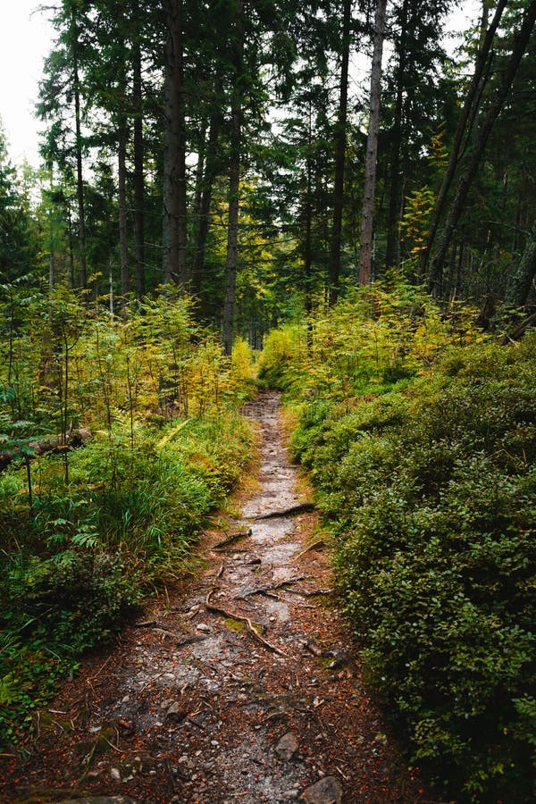 Straight pathway inside the green forest with pine trees on backgroung. Dark and moody vertical photo of way in mountains - autumn time. Hiking path in fall season