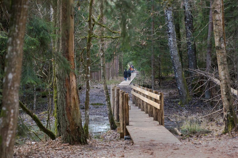 A straight wooden boardwalk stretches through a dense forest, leading into the distance. The boardwalk is made of light-colored boards, creating a path through the natural terrain. The forest on either side is filled with tall trees, mostly evergreen, with sunbeams filtering through the leaves. The ground is covered with patches of grass and natural vegetation. Dense patches stock images, royalty-free photos and pictures