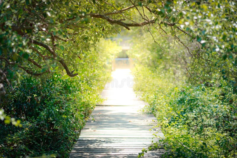 straight wooden walkway in the mangrove forest with sunlight