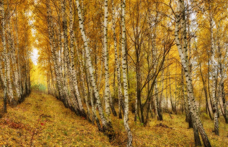 Herfstbos. Zonnestralen in het bos stock afbeelding