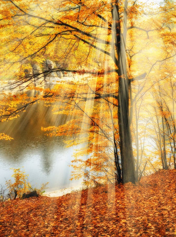 Stralen van de de herfst de boszon in het bos royalty-vrije stock afbeeldingen