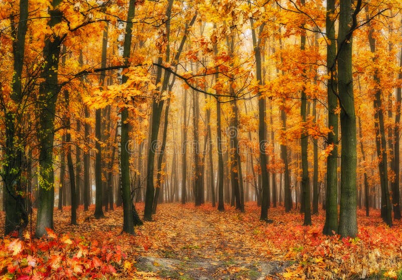 Stralen van de de herfst de boszon in het bos royalty-vrije stock foto's