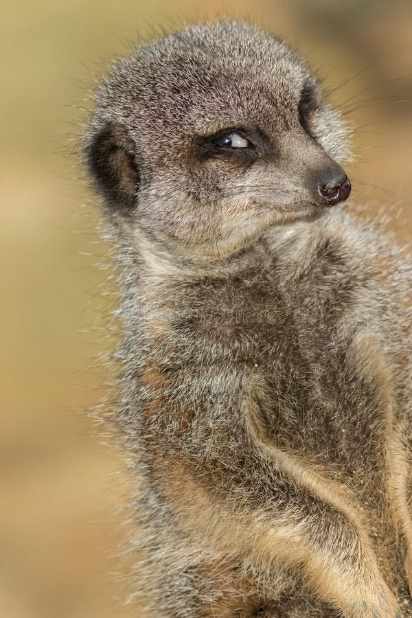 Strana immagine di meerkat fotogenico con un sorriso per la telecamera
