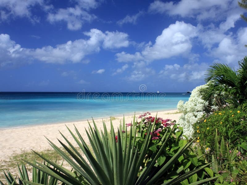 Strand in Barbados stock foto's Strand in Barbados stock foto's