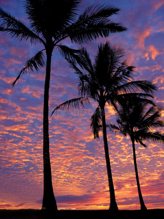 3 palm trees on the beach at sunset. 3 palm trees on the beach at sunset