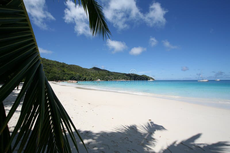 A beach in Praslin with a palm on the sea and luxuriant vegetation (Seychelles). A beach in Praslin with a palm on the sea and luxuriant vegetation (Seychelles)