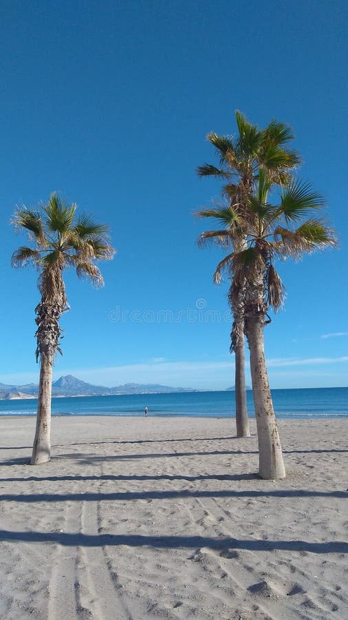 Strand mit Palmen gegen blauen Himmel stockbilder Strand mit Palmen gegen blauen Himmel stockbilder