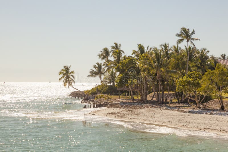 Tropical beach with coconut palm trees in the city of Naples, Florida, United States. Tropical beach with coconut palm trees in the city of Naples, Florida, United States