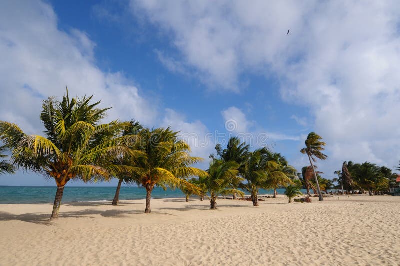 Strand- und Palmen stockbild Strand- und Palmen stockbild