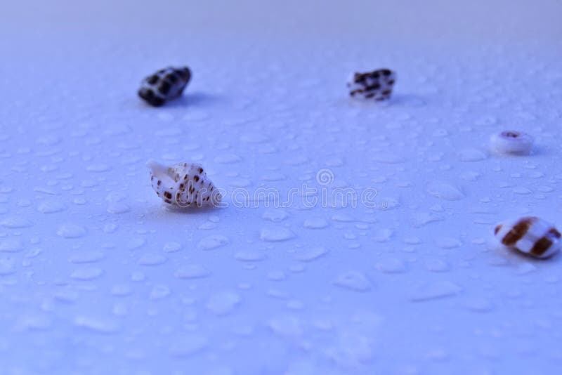 strand van Seashell met waterdruppels close-up zachte focus stock afbeelding strand van Seashell met waterdruppels close-up zachte focus stock afbeelding
