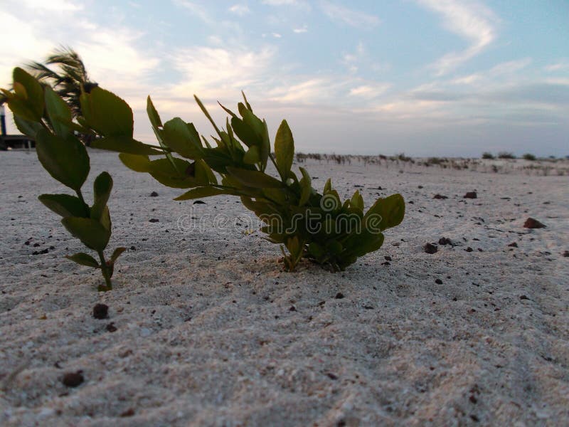 StrandbuskeMyoporum laetum Myoporum laetum Det är ett busketräd i familjscrophulariaceaen royaltyfria bilder StrandbuskeMyoporum laetum Myoporum laetum Det är ett busketräd i familjscrophulariaceaen royaltyfria bilder