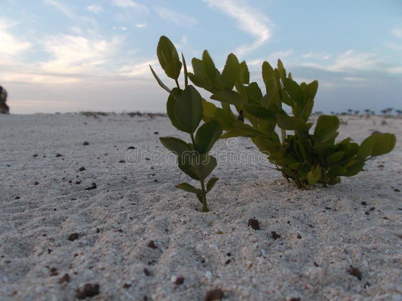 StrandbuskeMyoporum laetum Myoporum laetum Det är ett busketräd i familjscrophulariaceaen royaltyfria bilder StrandbuskeMyoporum laetum Myoporum laetum Det är ett busketräd i familjscrophulariaceaen royaltyfria bilder