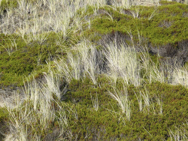Strandcrowberrydyner gräs sylt