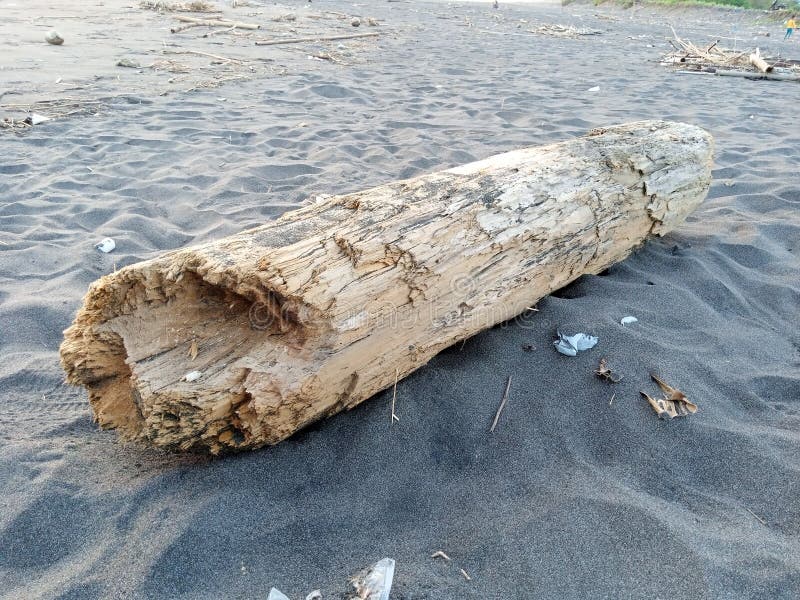 Stranded rotten wood stock image. Image of trash, rotten 238249567