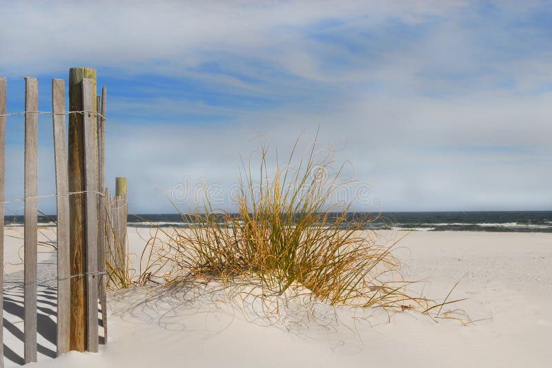 Sjögräs på stranden royaltyfri fotografi