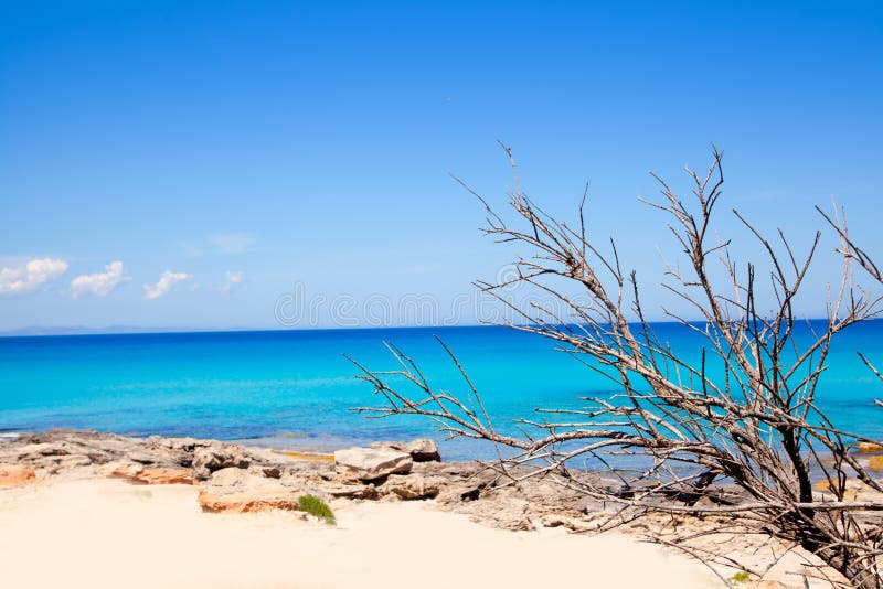 Strandfilialer torkade escaloen formentera royaltyfria foton