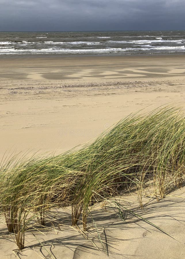 Strandhafergras in den Sanddünen an setzt ihm, regnerischer bewölkter Himmel an der Küste der Niederlande auf den Strand stockbilder Strandhafergras in den Sanddünen an setzt ihm, regnerischer bewölkter Himmel an der Küste der Niederlande auf den Strand stockbilder