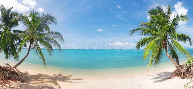 Strandkokosnöten gömma i handflatan panorama- tropiskt