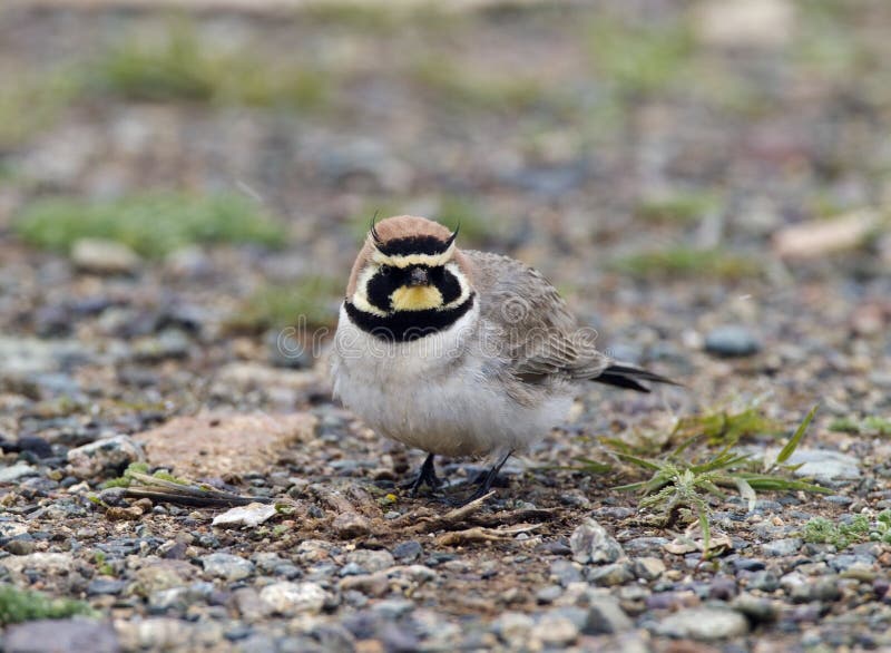 Strandleeuwerik, gehörnte Lerche, Eremophila-alpestris stockfoto Strandleeuwerik, gehörnte Lerche, Eremophila-alpestris stockfoto