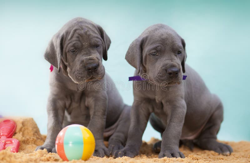 Two four week old Great Dane puppies with a ball on sand. Two four week old Great Dane puppies with a ball on sand