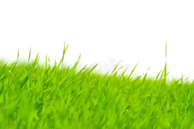 Strands of green grass stock image. Image of green, foliage 62456199