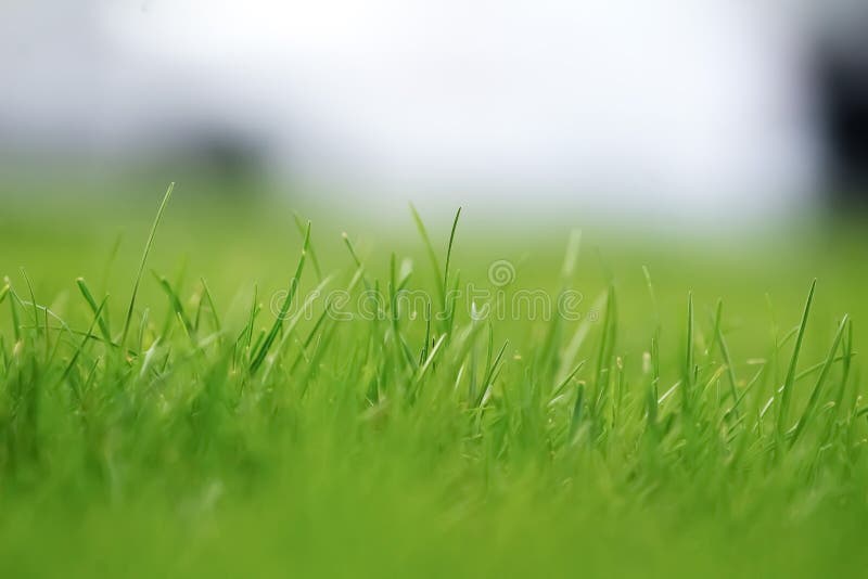 Strands of green grass stock image. Image of green, foliage 62456199