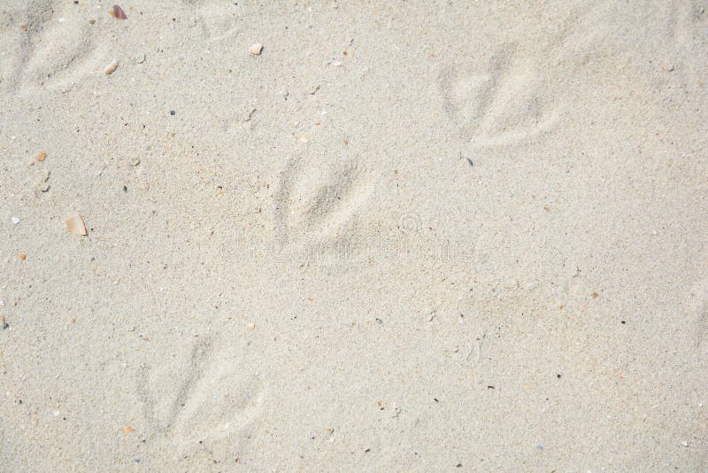 Strandsand mit Spuren von Seemöwen Strandsand auf Seeufer Beschaffenheit des natürlichen Sandes mit Oberteilen auf Strand stockfoto Strandsand mit Spuren von Seemöwen Strandsand auf Seeufer Beschaffenheit des natürlichen Sandes mit Oberteilen auf Strand stockfoto
