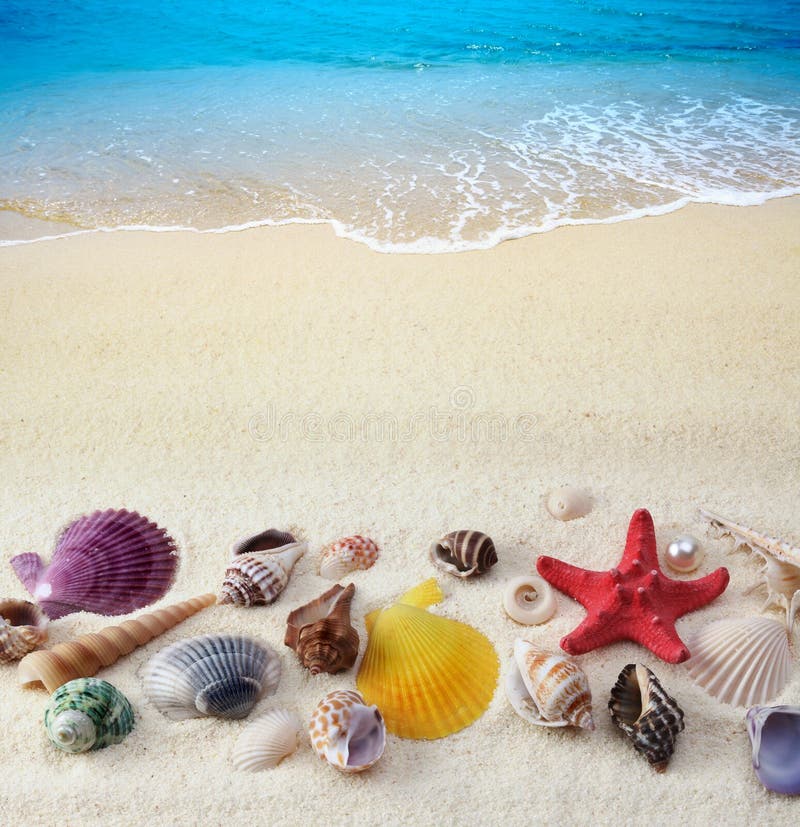 Sea shells on sand beach. Sea shells on sand beach