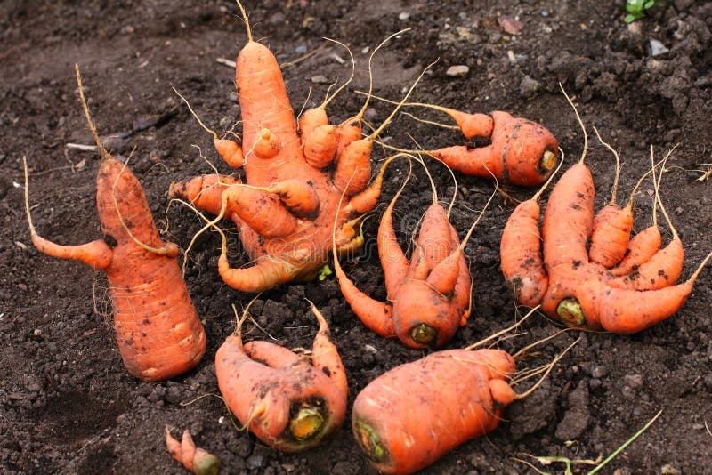 Deformed carrots stock image. Image of weird, garden 13931893