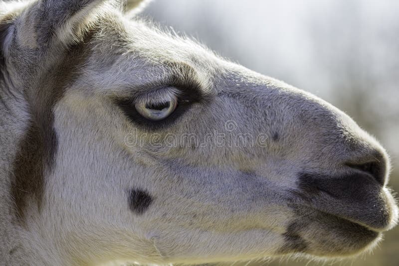 1,150 Llama Eye Photos - Free &amp; Royalty-Free Stock Photos from Dreamstime