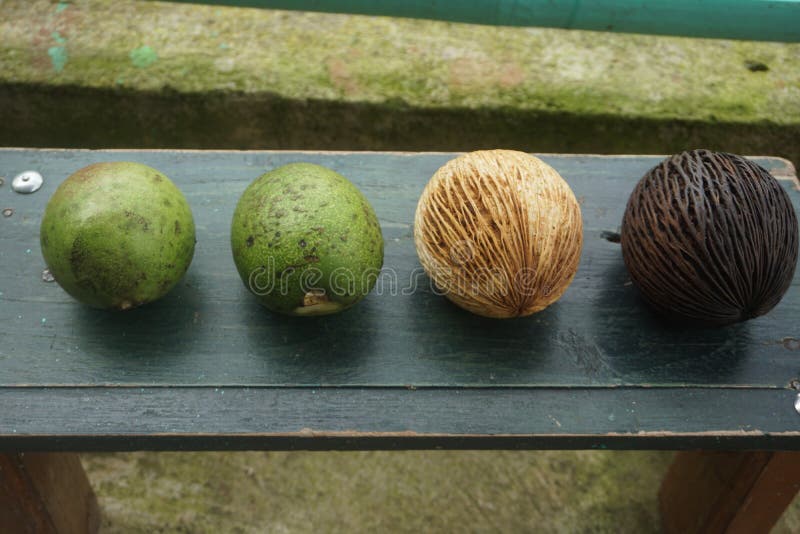 Fresh fruit and guava fruit. A strange fruit like a brown coconut and two pieces of guava fruit food fresh orange healthy diet vegetarian sweet organic vitamin stock photo Fresh fruit and guava fruit. A strange fruit like a brown coconut and two pieces of guava fruit food fresh orange healthy diet vegetarian sweet organic vitamin stock photo