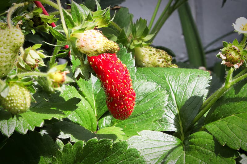 Starberry Photos Free Royalty Free Stock Photos From Dreamstime