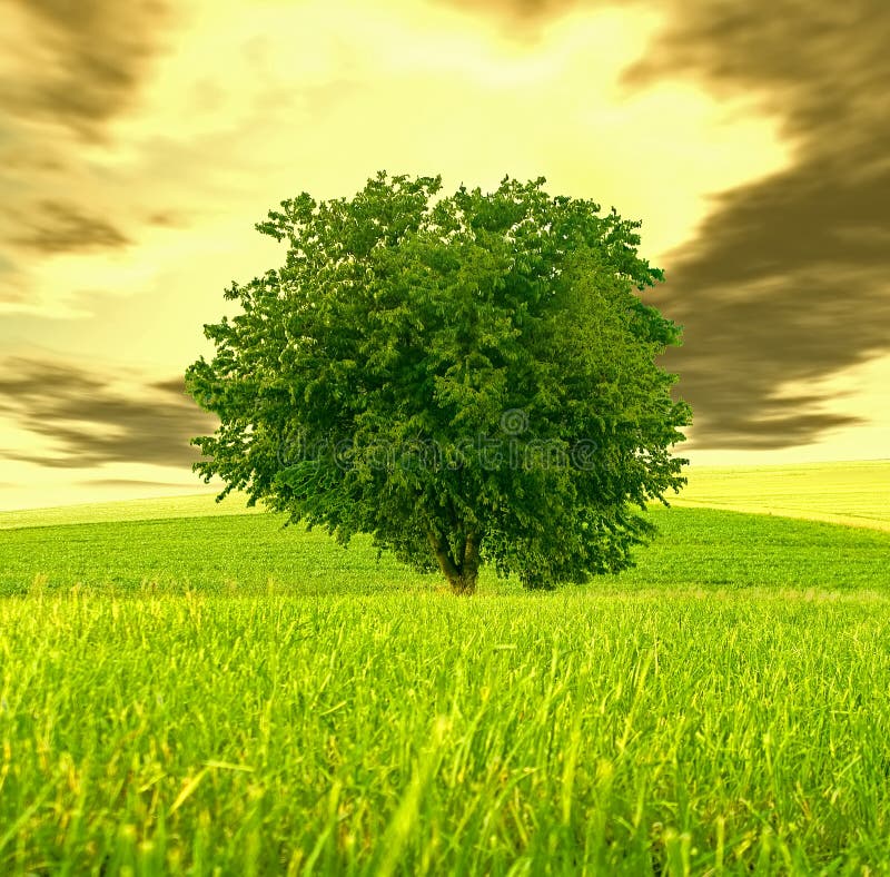 Strange sky and green tree