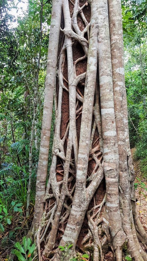 Strangler Fig Tree in the Tropical Forest Close Up View Stock Photo