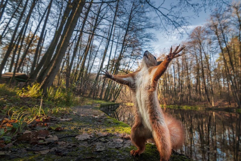 Strano scoiattolo rosso in piedi nella foresta come il Maestro dell'Universo