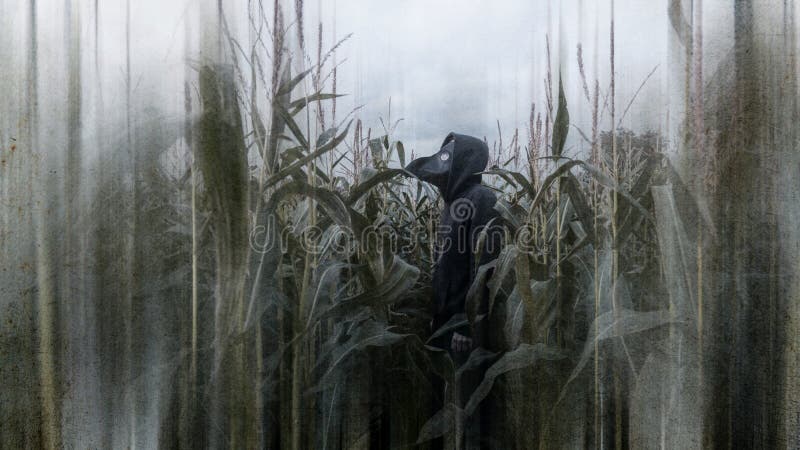 Straszna koncepcja przerażającego, zakopanego mężczyzny stojącego na polu kukurydzy, noszącego maskę lekarza, patrzącego na niebo obrazy stock Straszna koncepcja przerażającego, zakopanego mężczyzny stojącego na polu kukurydzy, noszącego maskę lekarza, patrzącego na niebo obrazy stock