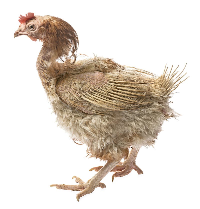 Strati - gallina dall'agricoltura dell'interno intensiva fotografia stock libera da diritti