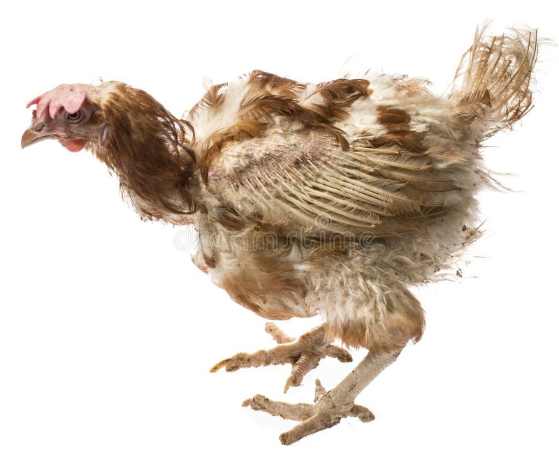 Strati - gallina dall'agricoltura dell'interno intensiva fotografie stock libere da diritti