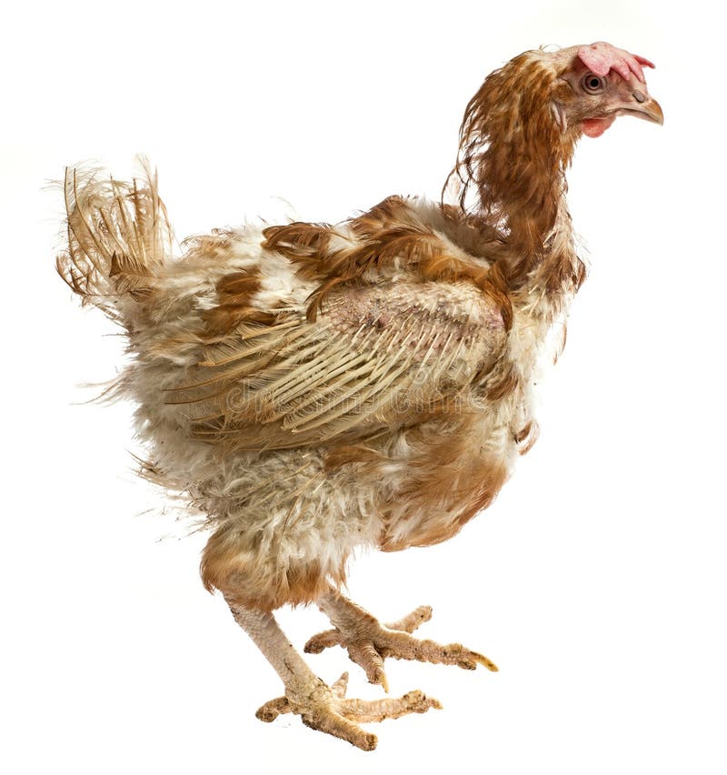 Strati - gallina dall'agricoltura dell'interno intensiva immagine stock