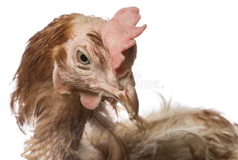 Strati - gallina dall'agricoltura dell'interno intensiva immagine stock