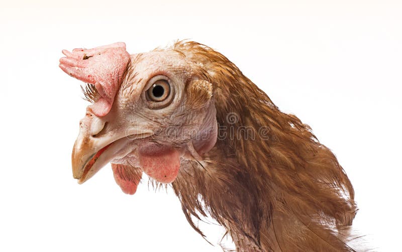 Strati - gallina dall'agricoltura dell'interno intensiva fotografia stock libera da diritti