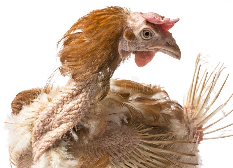 Strati - gallina dall'agricoltura dell'interno intensiva immagine stock