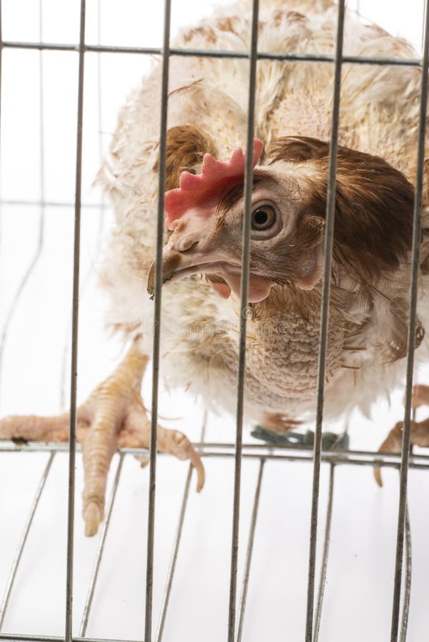 Strati - gallina dall'agricoltura dell'interno intensiva fotografie stock libere da diritti
