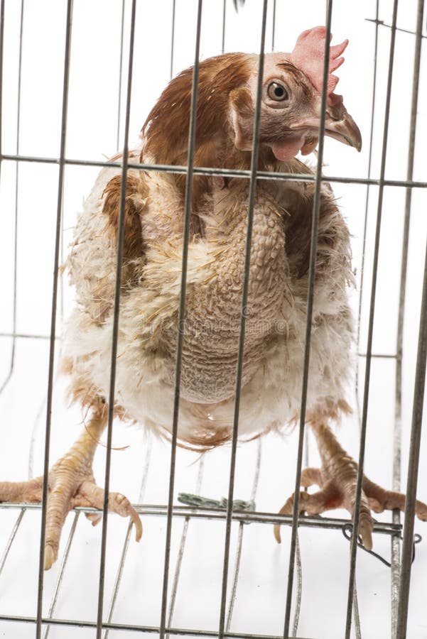 Strati - gallina dall'agricoltura dell'interno intensiva fotografia stock libera da diritti