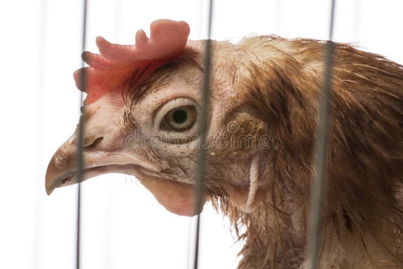 Strati - gallina dall'agricoltura dell'interno intensiva fotografie stock libere da diritti